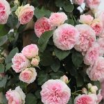 京成　アミロマンティカ