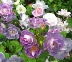 ブルーフォーユー