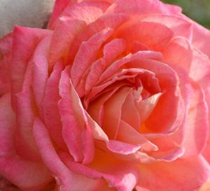 京成　花山吹（はなやまぶき）