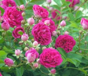 プティ ルージュ