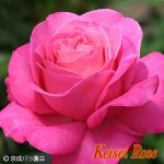 恋結び(コイムスビ)
